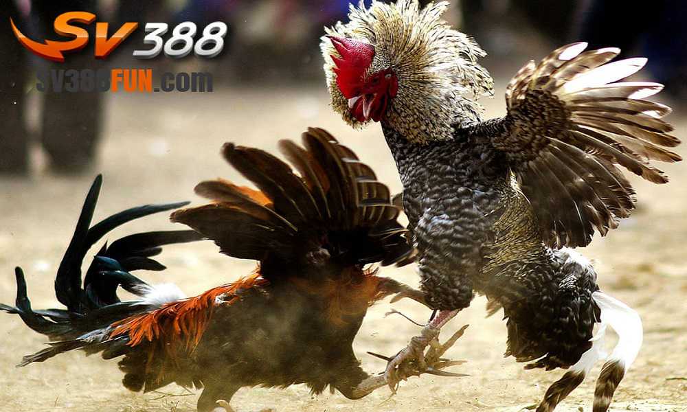 Ưu đãi chào mừng lên đến 6000 real từ nền tảng Mn88 - Mn88
